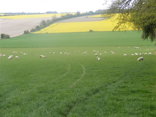 fields at marshwood farm B&B and The Cottage